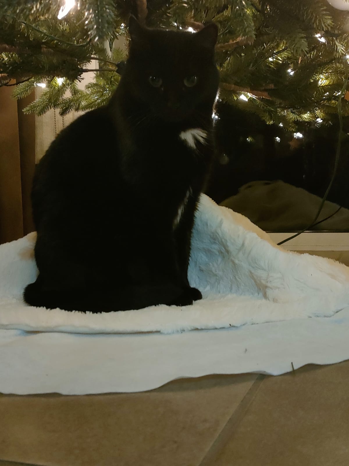 minette