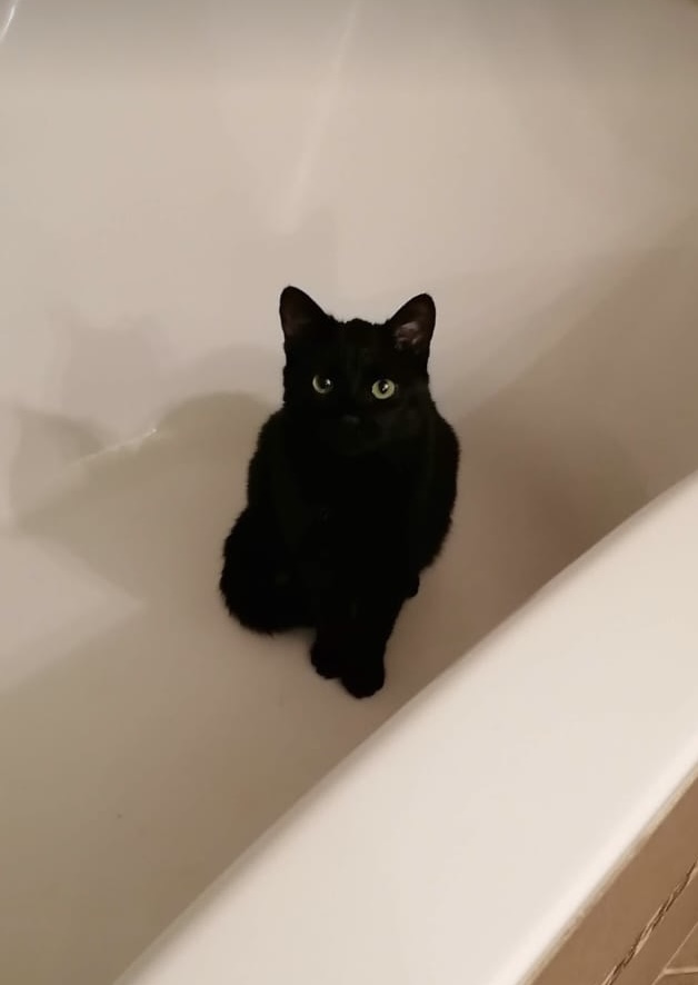 minou
